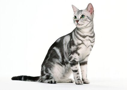 Beautiful cat on white background