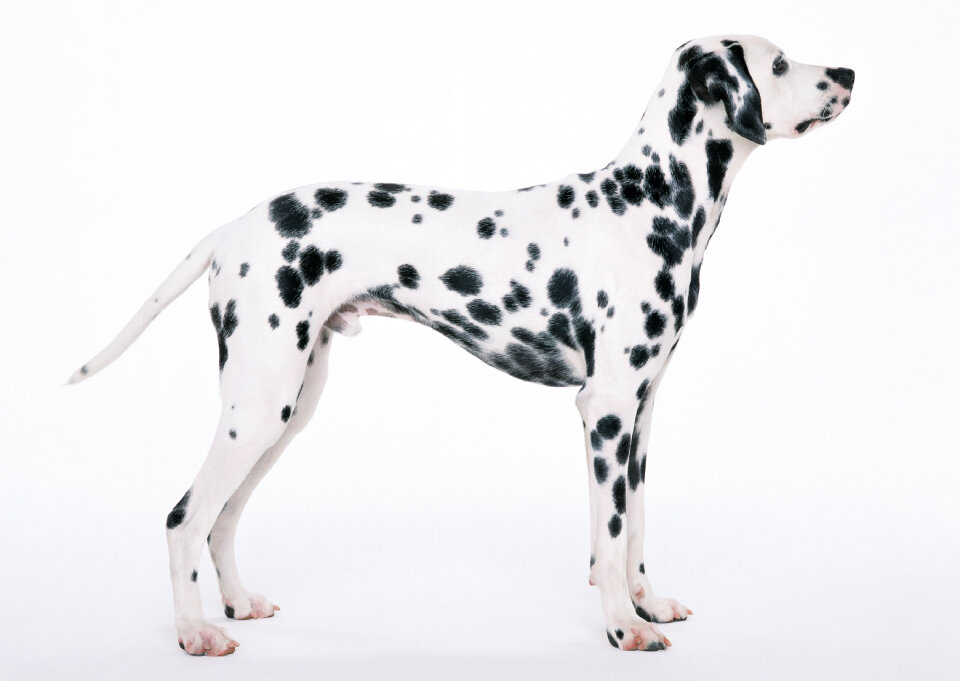 Standing Dalmatian dog isolated on white