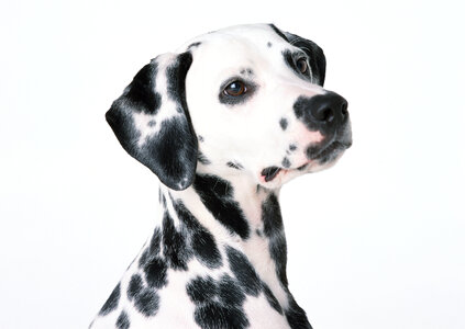 Dalmatian puppy sitting, isolated on white