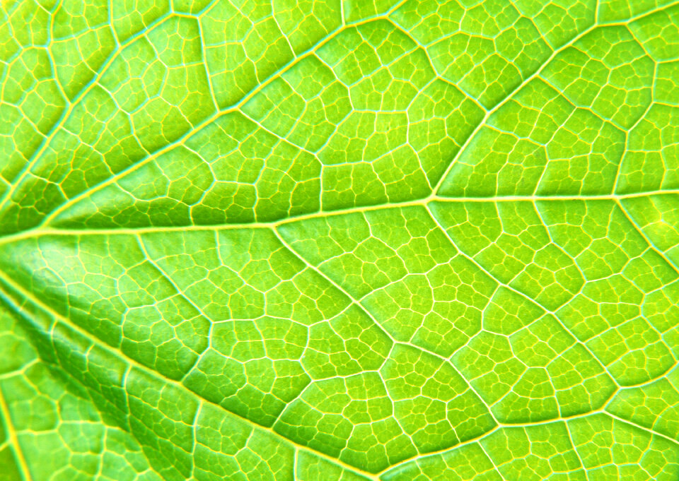 Green leaf close up nature background
