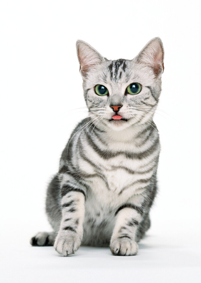 Beautiful cat on white background