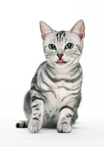 Beautiful cat on white background