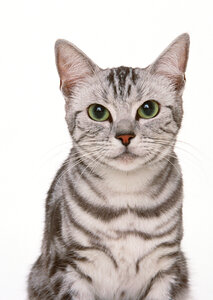 little kitten on white background