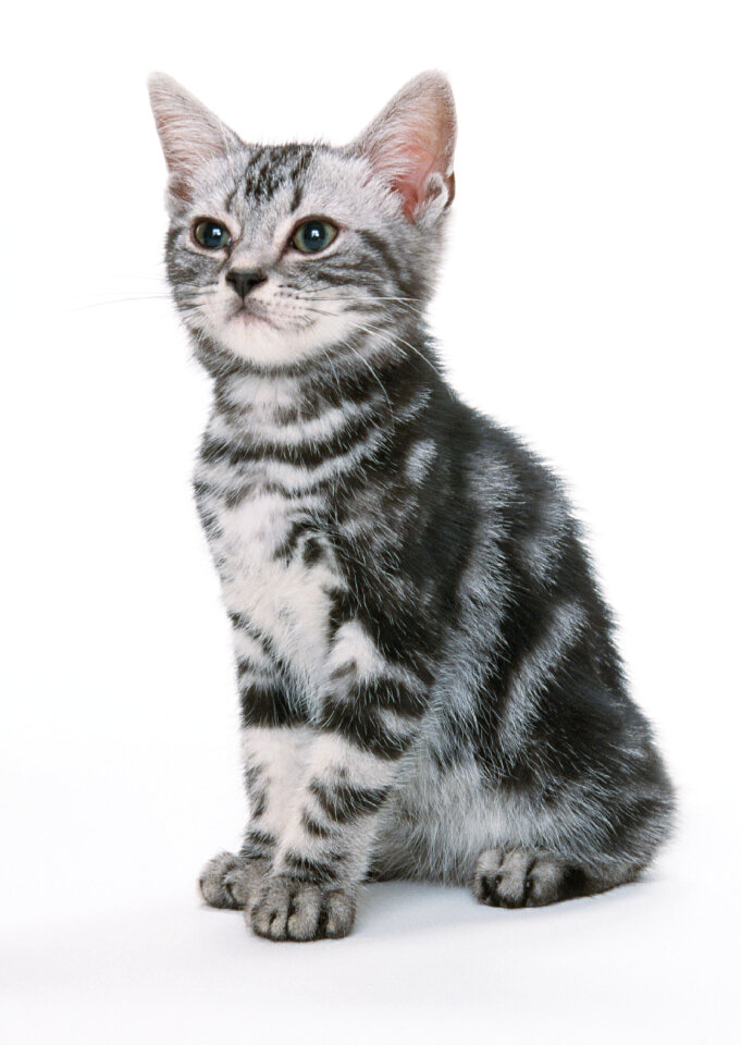 Beautiful cat on white background