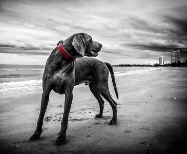 Dog lying on seacoast photo