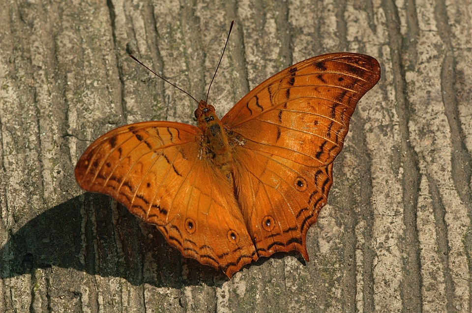 Beautiful close-up macro