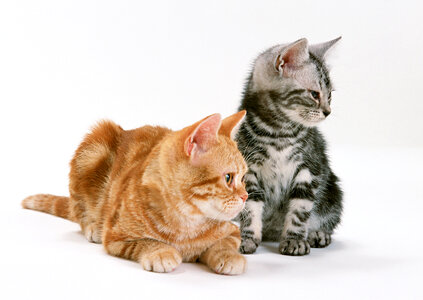 Two little sitting shorthair kittens cat