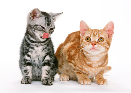 Two little sitting shorthair kittens cat photo