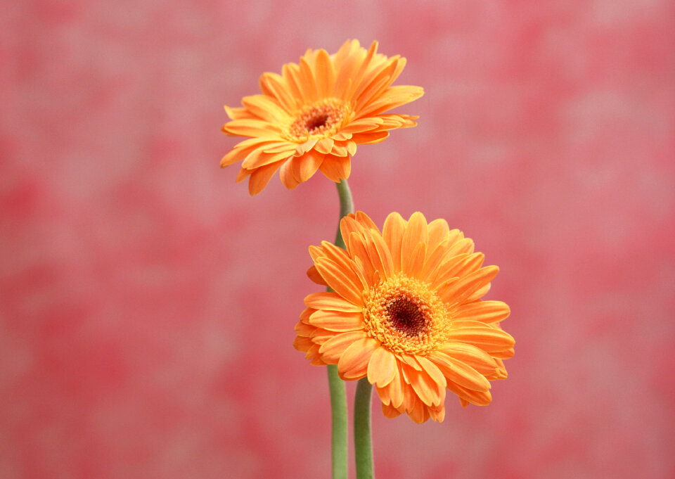 Two orange Gerber flowers
