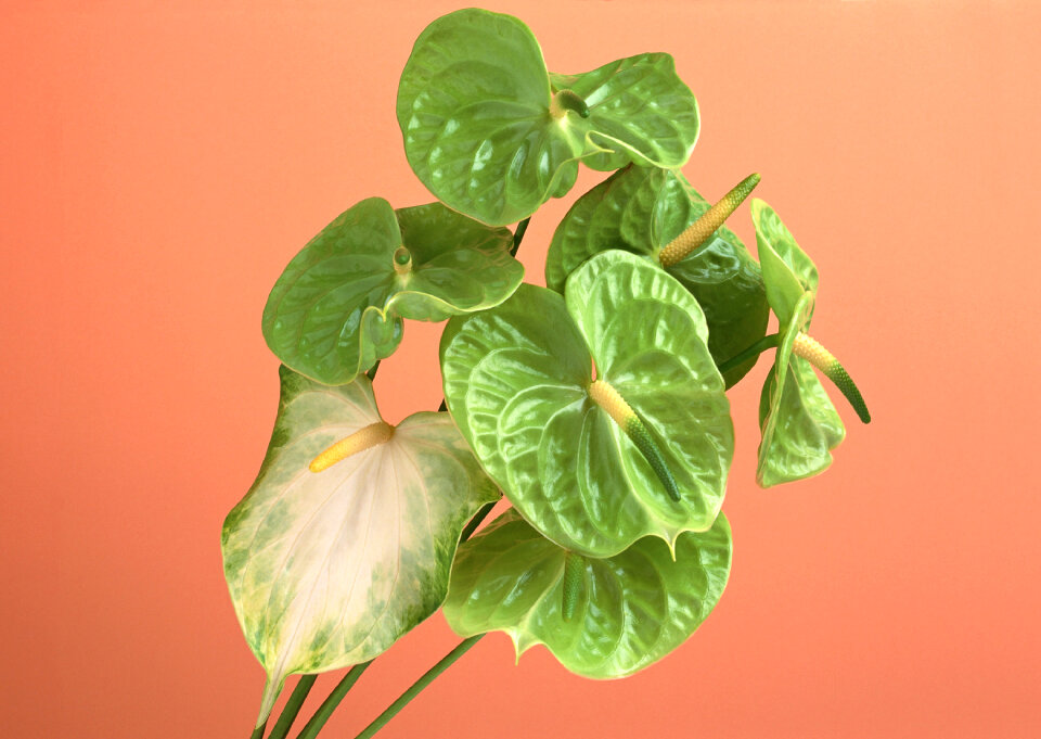 Green Spadix flowers Thai bouquet.