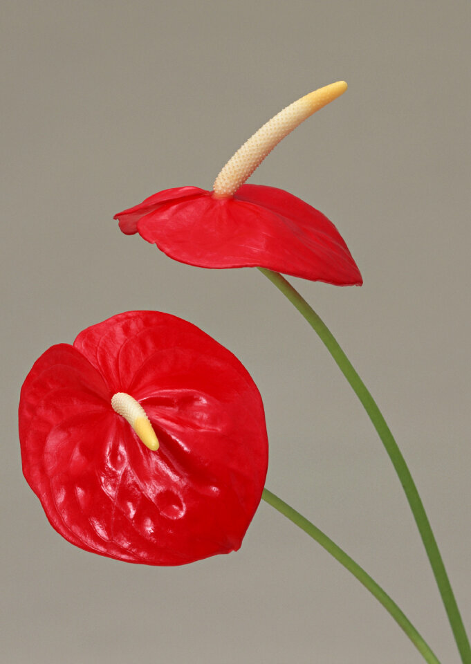 Two red Spadix flowers Thai.