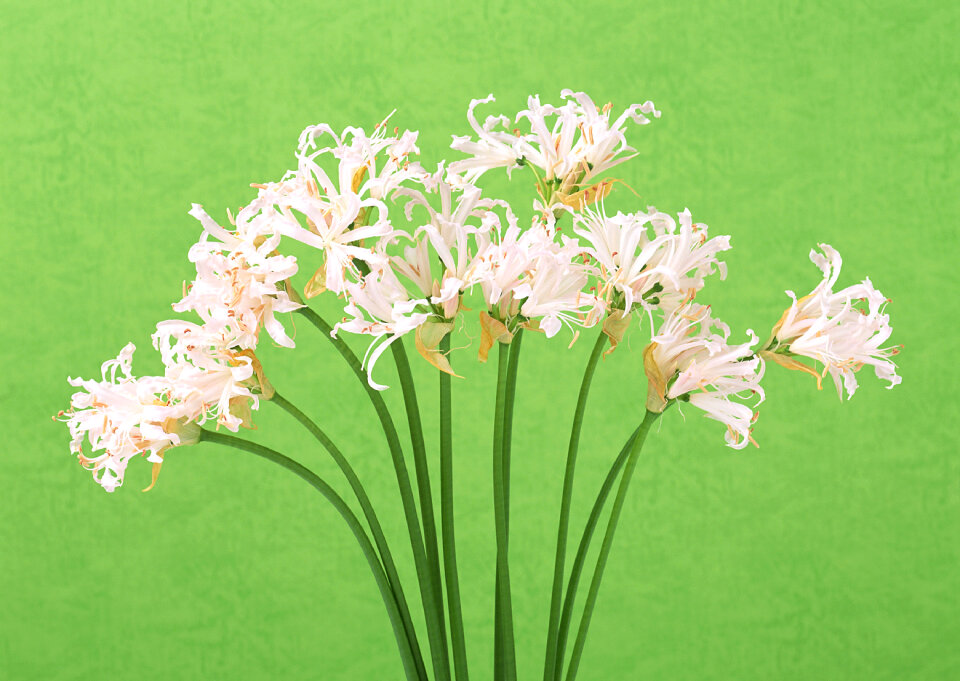 White flowers on green background