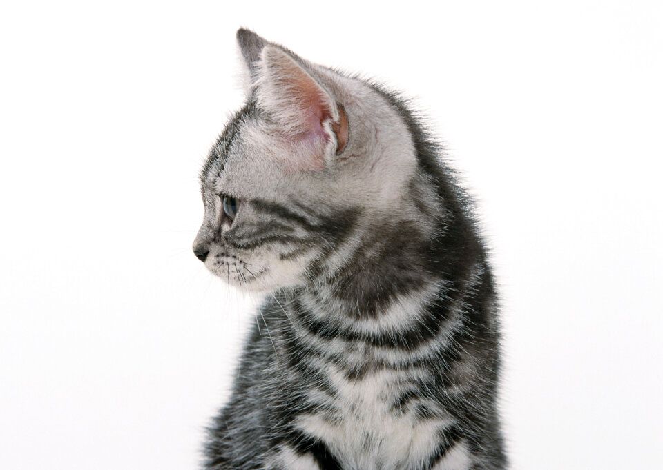 funny black cat kitten