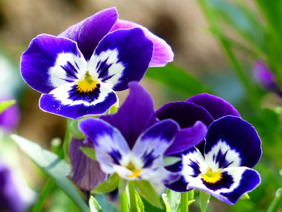 garden violet blooms profusely lilac flowers