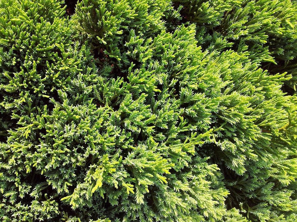 Greenery background greens