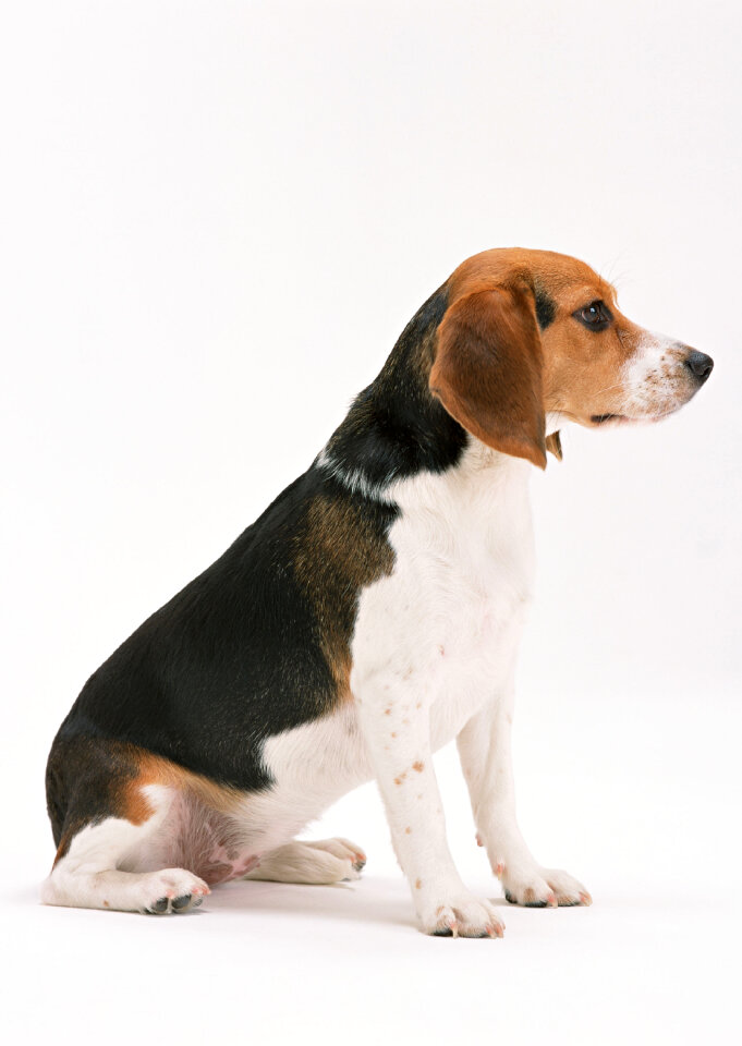beagle dog isolated on white background