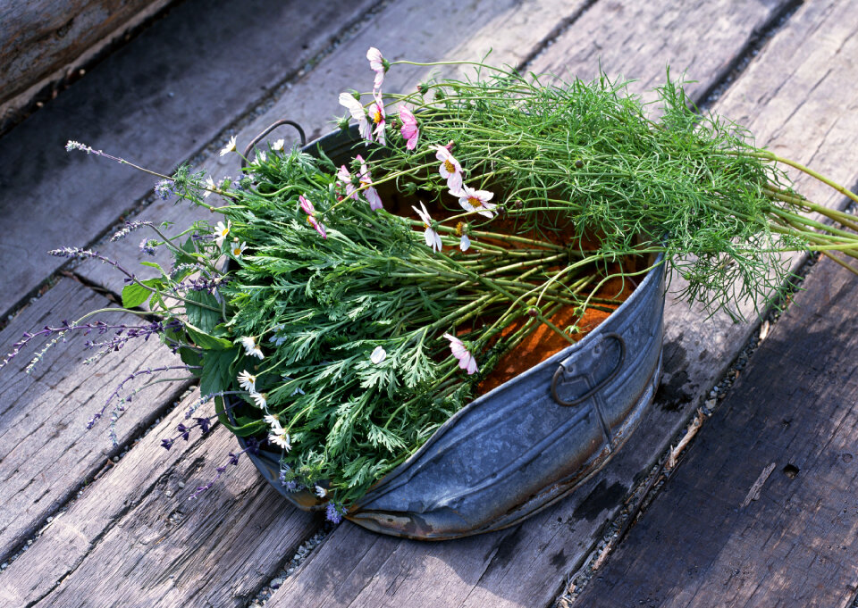 Fresh garden herbs and flower in recycled tin cans