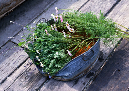 Fresh garden herbs and flower in recycled tin cans