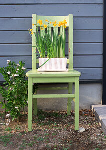 Yellow flowers in pots on chair in garden