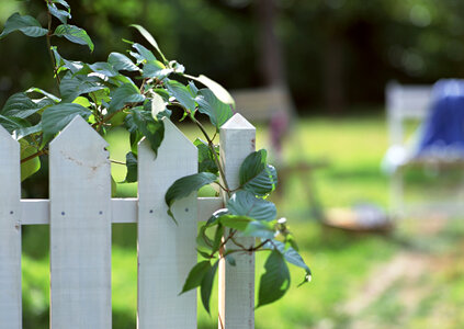 Fresh spring green grass and leaf plant over wood fence backgroun