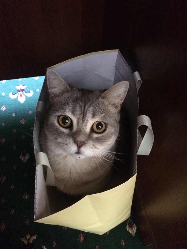Cat cat in the bag Free photos