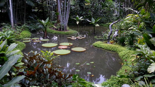 Singapore Botanic Gardens photo