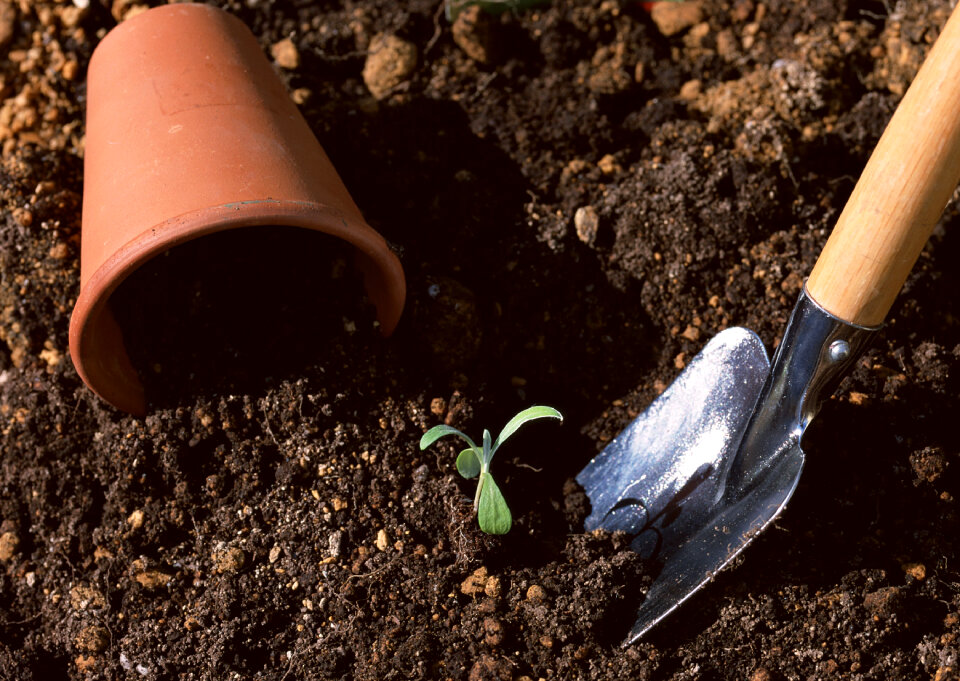 Seedling of young plant and soil