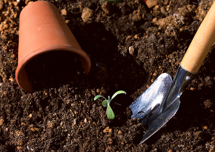 Seedling of young plant and soil photo