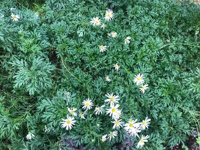 White Daisy flowers at Botanic Garden