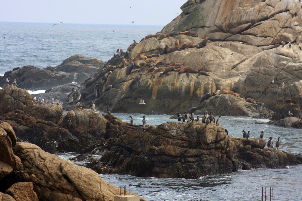 sea lions rookery and birds on the beach in Valparaiso