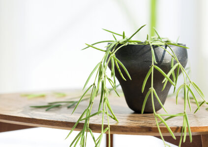 plant on wooden table photo