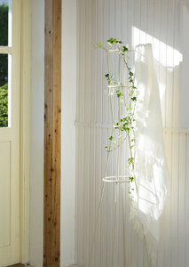 ivy leaves on white wall