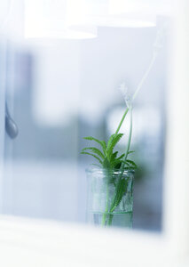 Leaves in water glass