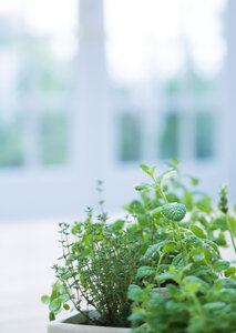herbs grow on window-sill photo