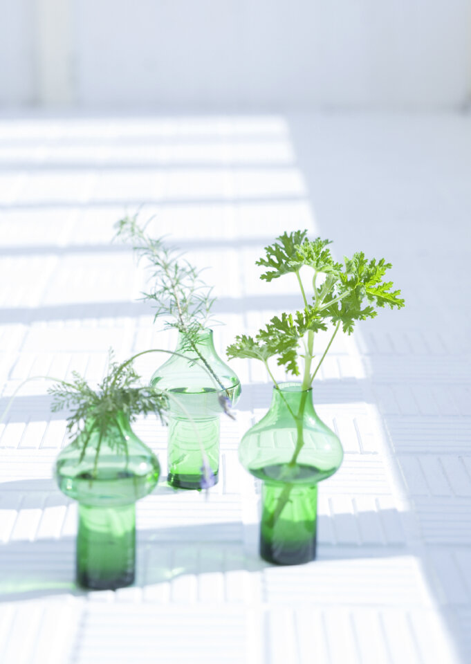 Three green herb leaves in glass under windows