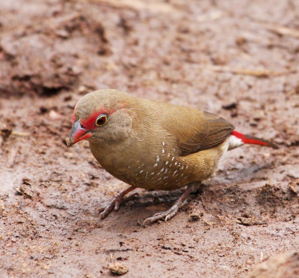 A female Red-billed firefinch