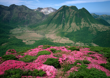 Magic pink rhododendron flowers on summer mountain