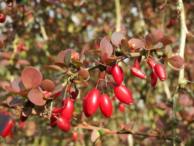 Cultivar Berberis thunbergii ripe berries in the autumn garden photo