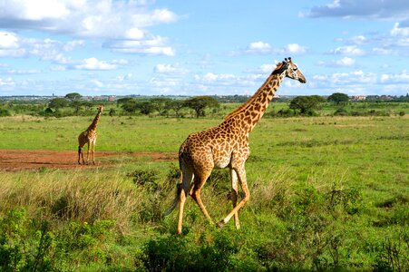 Giraffes Run in a Field in Nairobi National Park photo