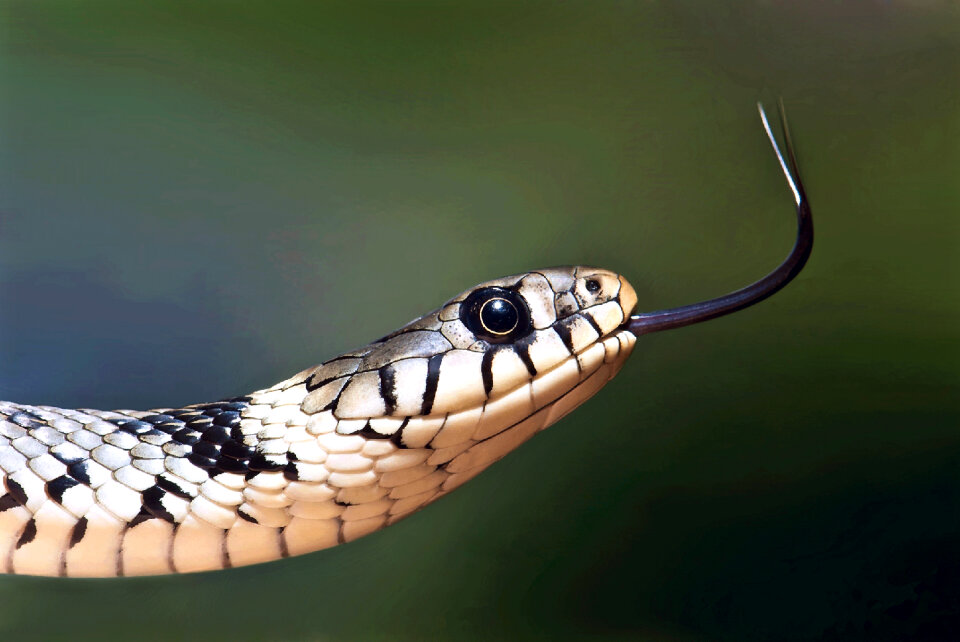 Grass snake adult moving his tongue