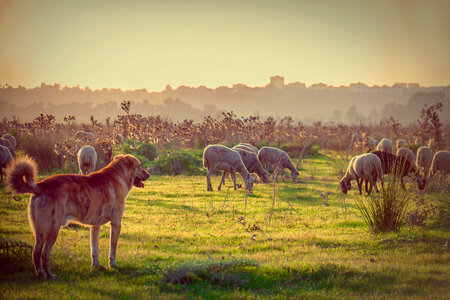 sheepdog with herd of sheep photo
