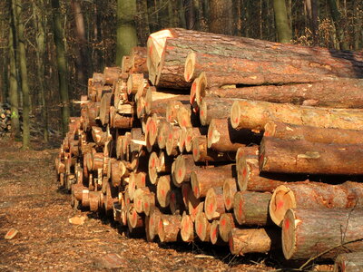 Wooden Logs with Forest on Background photo