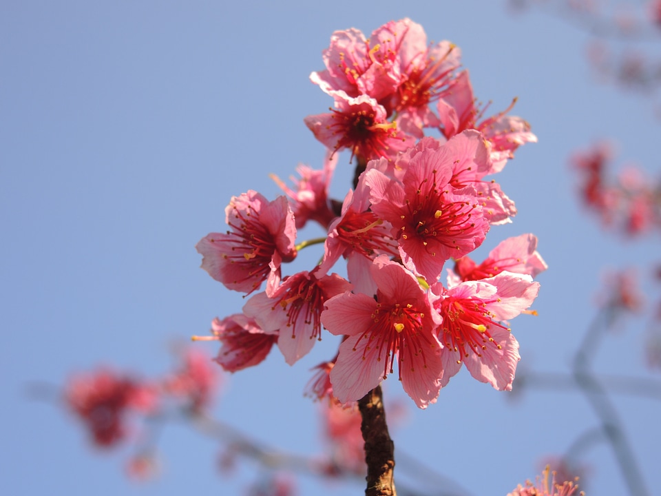 Cherry blossoms flower pink