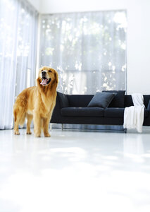 dog lying down in sunny living room