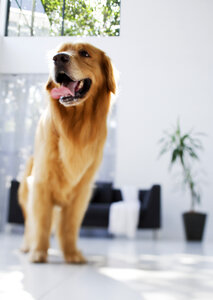 Dog in living room photo