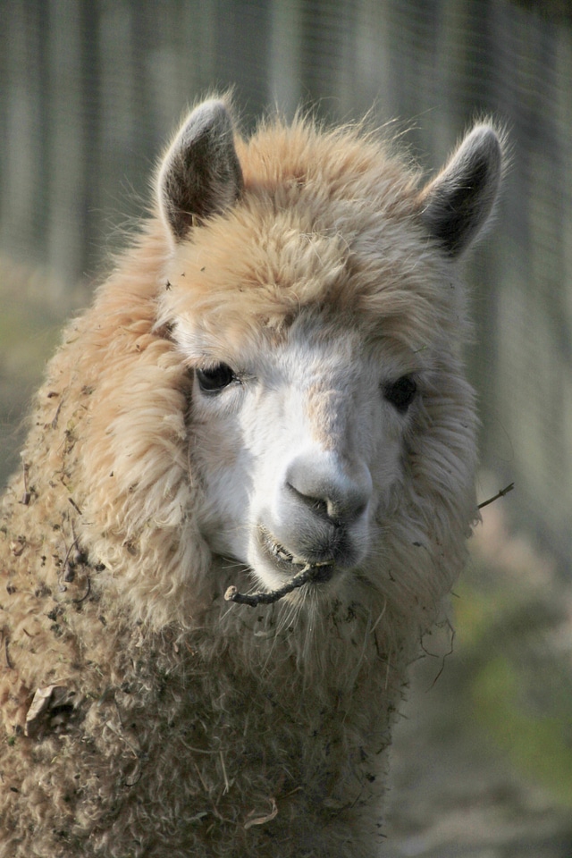 Animals furry fluffy
