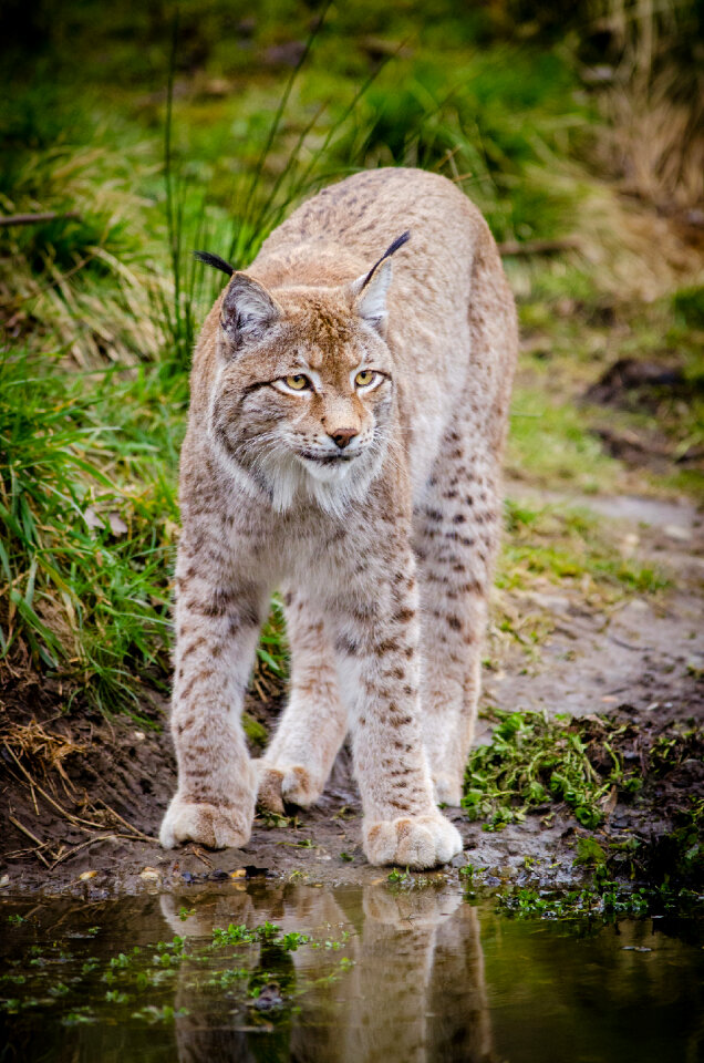 Leopard cat photo