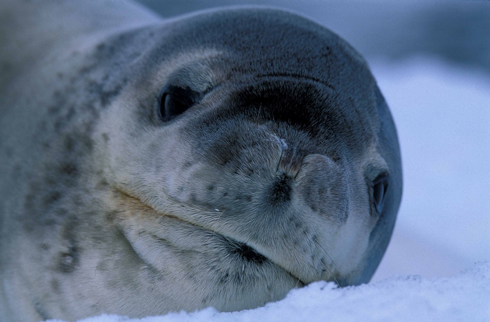 Animal mammal close-up