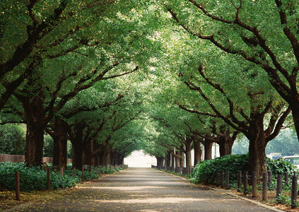 Fresh green avenue