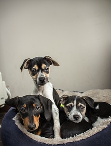 Bed trio puppy photo